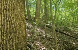 000 Paradise Drive, Waterloo, AL 35677