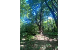 250 Stonehouse Road, Kortright, NY 13739