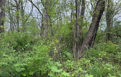 Alta Dr, Alderson, WV 24910