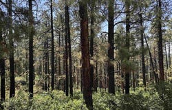 TBD Unit 3 Forest Lakes, Bayfield, CO 81122
