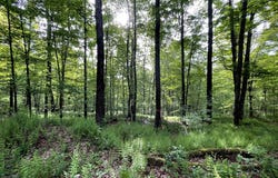 00 Mystery Mountain Lane, Coudersport, PA 16915