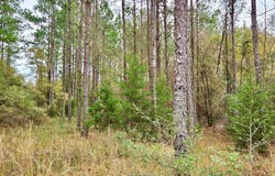0 COUNTY ROAD 22, Headland, AL 36345