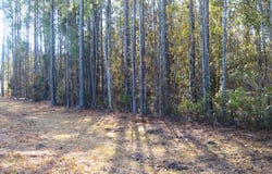 123 State Road, Summerville, SC 29486