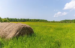 60 Acres Thatcher Road, Glen Flora, WI 54526