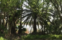 Palm Dr lot: 14, Bayview, TX 78566
