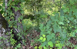 1401 PRIDMORE Rd, Quinton, AL 35130