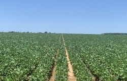 0 Hwy 135, Mangham, LA 71259