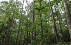 TBD Crain Rd., Columbia, LA 71435