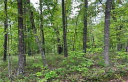Arabian  LN, Rogers, AR 72756
