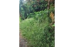 70 Sion Farm QU, St. Croix, VI 00820