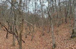 6 BEAVER RUN ROAD, BURLINGTON, WV 26710