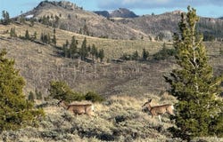 Big Timber, MT 59011