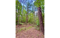 0 Whaley Rd., Double Springs, AL 35553