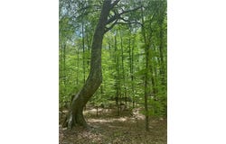 0 Pebble Brook Road, Sandy Ridge, NC 27046