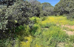 2XX XYZ Ranch Road, Silver City, NM 88061
