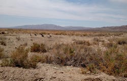 40 Ac M/L Domeno Road, Niland, CA 92257