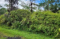 MAUI RD, Pahoa, HI 96778