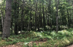 STAR LAKE RD lot: On, Eagle River, WI 54519