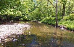 61 Acres JW Harris Road, Russell Springs, KY 42642