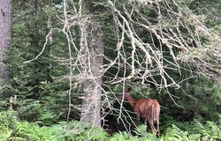5 Ac On KNUTH LN, Eagle River, WI 54521