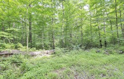 0 Lot #1 Thad Hall Road, Laurelville, OH 43135