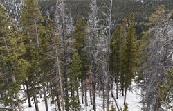 156 VISTA ROAD, Idaho Springs, CO 80452