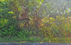 KUKANE RD, Keaau, HI 96749