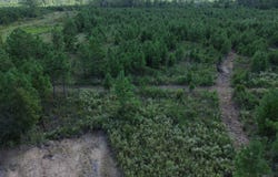 Bethel Forest Road, Tract 2, Orangeburg, SC 29133