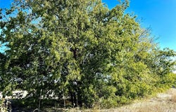Lot 10 CR-590, Nevada, TX 75173
