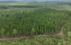 0 Fire Tower Road, Manor, GA 31550