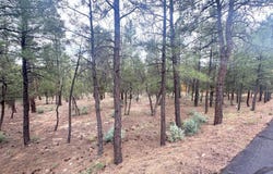 1400 E Pine Oaks Drive, Show Low, AZ 85901