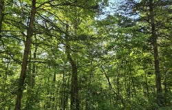 Log Mountain Rd, Washburn, TN 37888