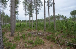 Lot 5 Bollig Court, Nekoosa, WI 54457