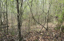 0 Old Holy Water Road, Tracy City, TN 37387
