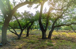 Driftwood, TX 78619