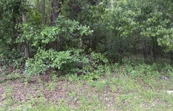 0000 Larkin Drive, Orangeburg, SC 29115
