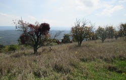 WAXLER Road, KEYSER, WV 26726