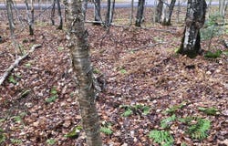Outlot 3 SKYE DR, Upson, WI 54565