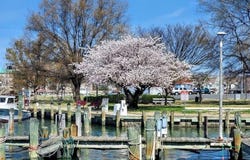 700 CATTAIL Cove, CAMBRIDGE, MD 21613