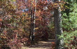 5782 Club Road, Indian River, MI 49749