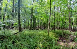 4756 N Ridge Road, Mears, MI 49436