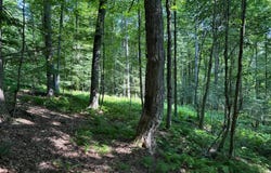 1181 Brown Hill Rd, Youngsville, PA 16371