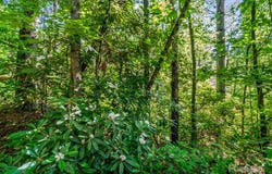 Climbing Road, Hendersonville, NC 28792
