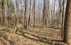 Tbd Allis Chalmers Road, Rural Retreat, VA 24368
