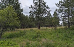 Jackpine Rd, CottonWood, ID 83522