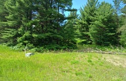 Lot #1 Red Hawk, Fife Lake, MI 49633