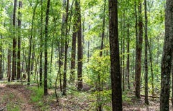 3 Comers Pond Rd, Pittsview, AL 36871