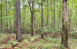 Tbd Pepper Town Rd, Eupora, MS 39744