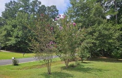1075 Mockingbird Lane, Manning, SC 29102