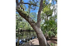 1518 PALM STREET NE, STEINHATCHEE, FL 32359